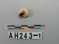 藏品(螺)的圖片